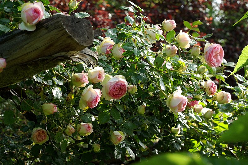 pierre de ronsard au jardin contemporain